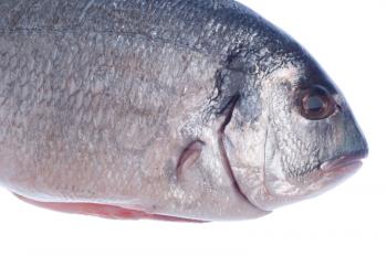 Royalty Free Photo of a Raw Dorado Fish