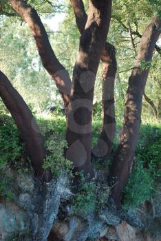 Royalty Free Photo of an Oak Tree in Alentejo