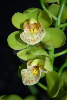 Royalty Free Photo of Two Orchids