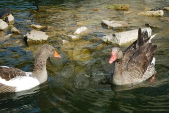 Royalty Free Photo of Swimming Ducks