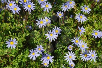Royalty Free Photo of Purple Daisies 