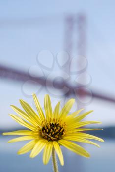 Royalty Free Photo of a Flower in Front of Salazar Bridge
