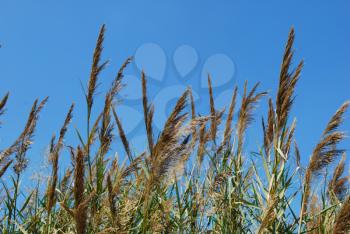Royalty Free Photo of Reed Grass