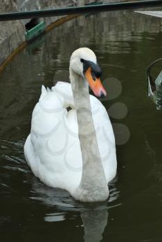 Royalty Free Photo of a Swan on a Lake