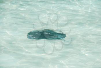 Royalty Free Photo of a Sting Ray in the Maldivian Island