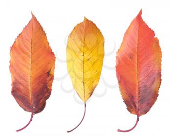 Royalty Free Photo of Cherry Tree Leafs