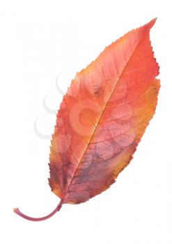 Royalty Free Photo of a Cherry Tree Leaf 