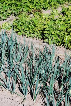 Royalty Free Photo of a Field Cultivated With Onions