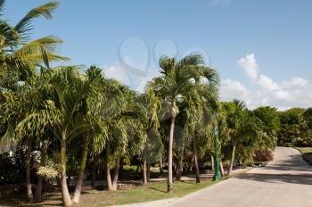 Royalty Free Photo of a Pathway to a Resort