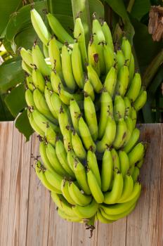 Royalty Free Photo of Green Bananas