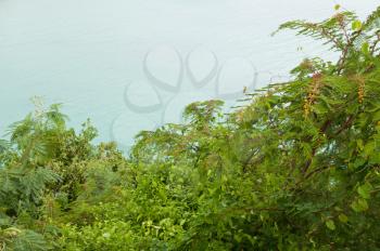 Royalty Free Photo of Acacia Dealbata (Mimosa) at a Lagoon in Antigua