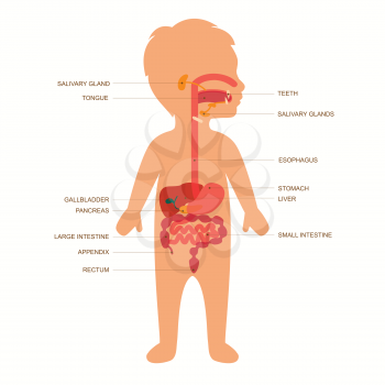 human anatomy digestive system, child stomach vector illustration