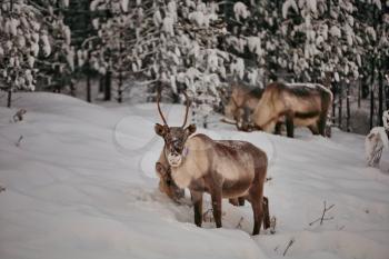 big reindeer in the wild snowy forest