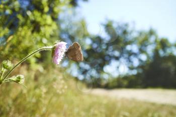 Closeup of a pink flower with a brown butterfly on it