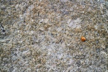 Closeup of a small ladybug on a big rock