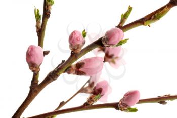 Branches with beautiful blossoming flowers on white background�
