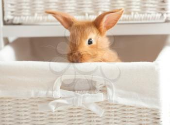 Cute fluffy bunny in wicker basket at home�