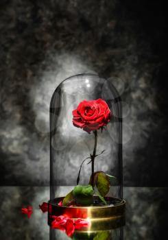 Beautiful red rose under glass cap on table against dark grey background�