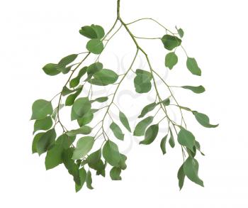 Eucalyptus branch with fresh leaves on white background�