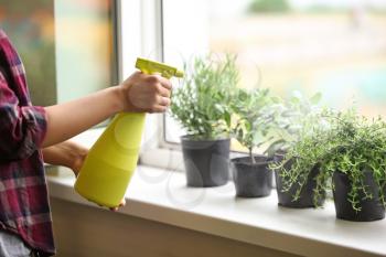 Woman spraying fresh homegrown herbs on windowsill�