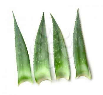Aloe vera leaves on white background�