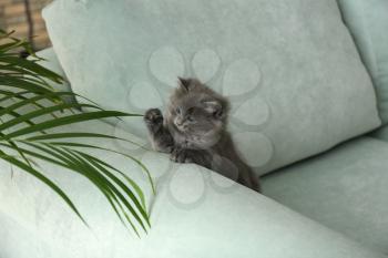 Cute little kitten playing with houseplant�
