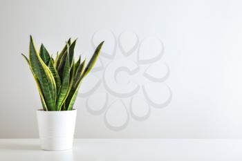 Sansevieria plant in pot on white table�