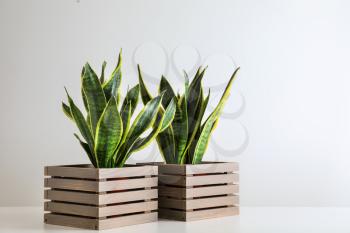 Sansevieria plants in wooden boxes on white table�