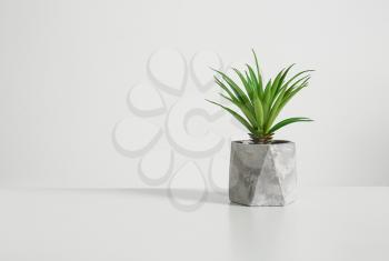 Green plant in pot on light background�