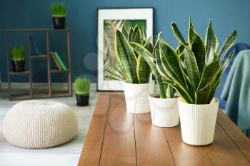 Sansevieria plants on table in modern room�