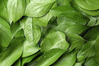 Green tropical leaves with water drops as background�