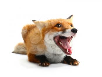 Cute funny fox on white background�
