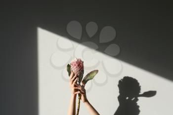 Female hands holding tropical flower on light background�