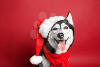 Adorable husky dog in Santa hat on color background�
