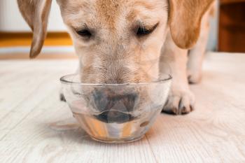 Adorable labrador dog drinking fresh water from glass bowl�