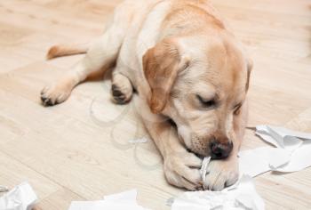 Naughty labrador dog playing with paper on floor at home�
