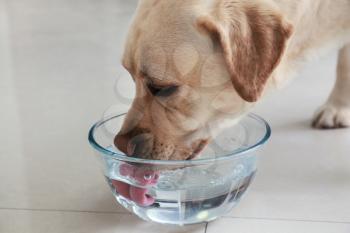 Cute Labrador Retriever drinking water at home�