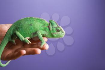 Woman holding cute green chameleon against color background�