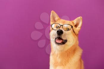 Cute Akita Inu dog with glasses on color background�