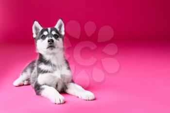 Cute Husky puppy on color background�