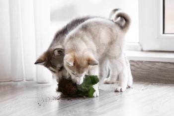 Naughty Husky puppies chewing houseplant at home�