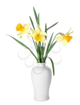 Vase with beautiful daffodils on white background�
