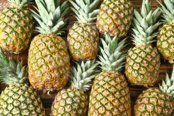 Many ripe pineapples as background�