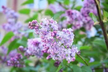 Blossoming lilac outdoors on spring day�