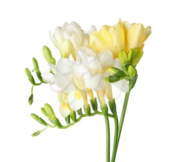 Beautiful freesia flowers on white background�