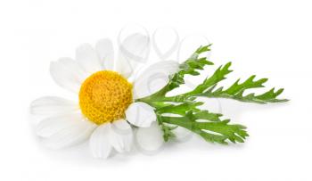 Beautiful chamomile flower on white background�