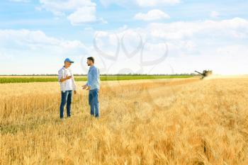 Male farmers working in wheat field�