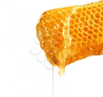 Fresh honeycombs on white background�