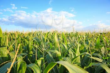 Green corn field on summer day�