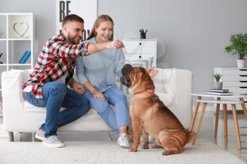Happy couple training cute dog at home�